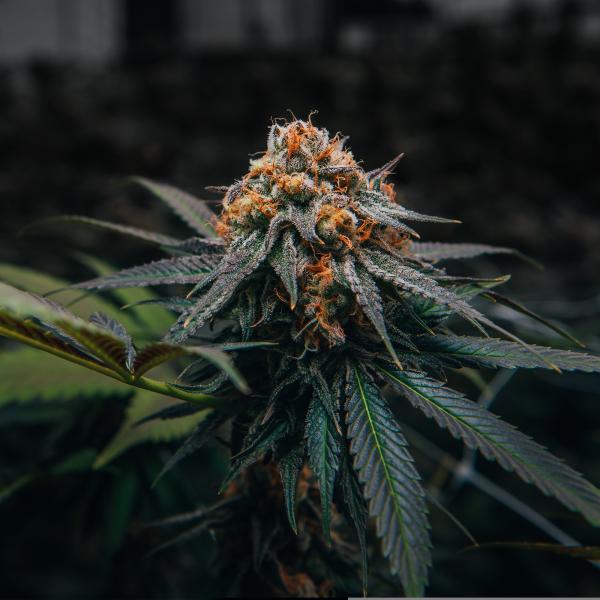 Samen 3x Caramelo Automatik Blow Seeds